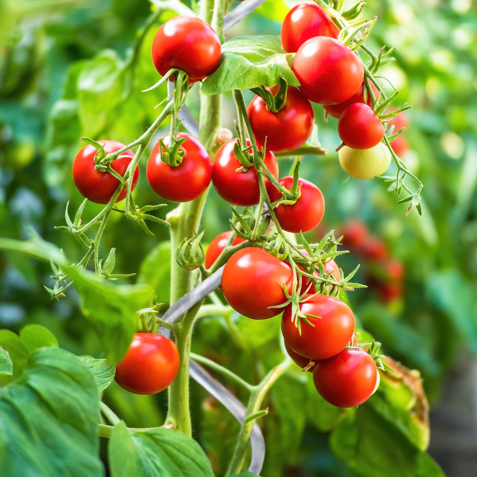 Tomatenspiralstäbe | Voll verzinkt | Pflanzstab | Erhältlich in 2 Längen